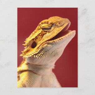 Laughing Bearded Dragon Vykort