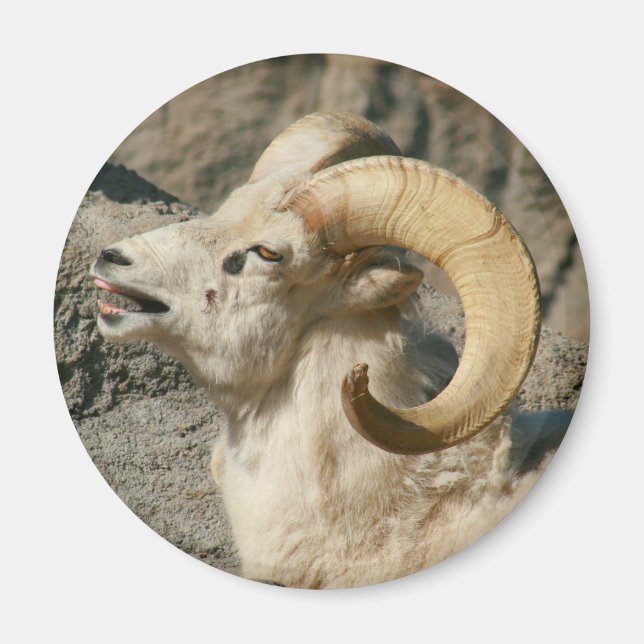 Laughing Bighorn Sheep Magnet (Framsidan)