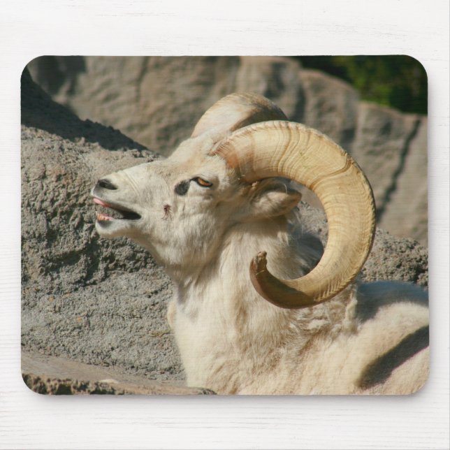 Laughing Bighorn Sheep Musmatta (Framsidan)