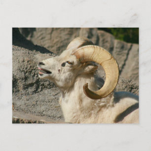 Laughing Bighorn Sheep Vykort