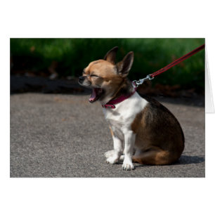 Laughing Chihuahua Hälsningskort