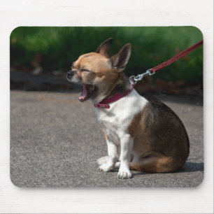 Laughing Chihuahua Musmatta