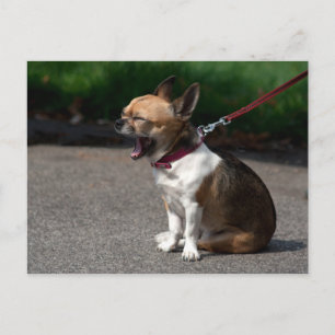 Laughing Chihuahua Vykort