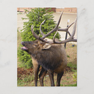Laughing elk bull vykort