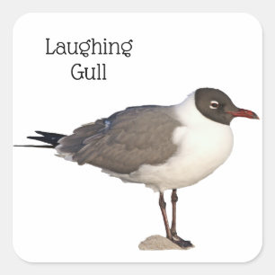 Laughing Gull Fyrkantigt Klistermärke