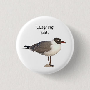 Laughing Gull Knapp