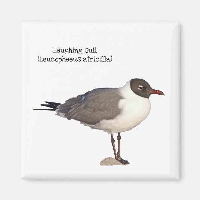Laughing Gull Magnet (Framsidan)