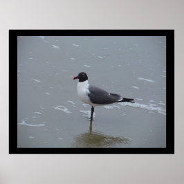 LAUGHING GULL POSING POSTER