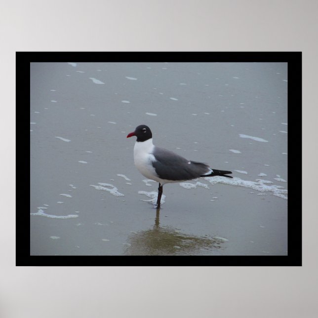 LAUGHING GULL POSING POSTER (Framsidan)