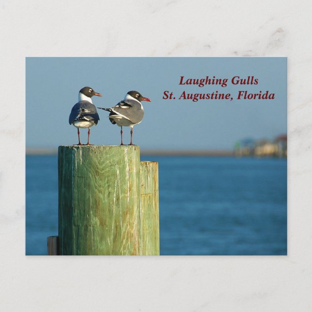 Laughing Gulls Helg Vykort (Framsida)