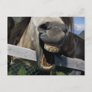 Laughing Horse Vykort