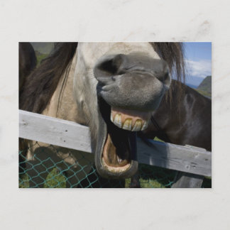 Laughing Horse Vykort