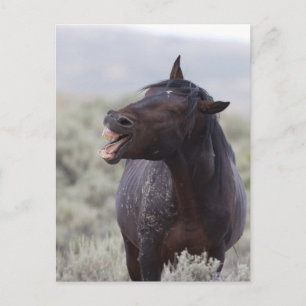 Laughing Horse Vykort