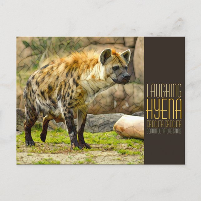 Laughing hyena [Postcard] Vykort (Framsida)