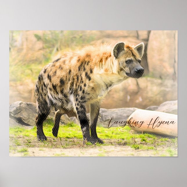 Laughing Hyena Poster (Framsidan)