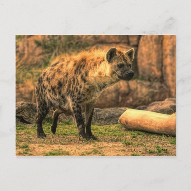 Laughing Hyena(Ver. 2.0):Postkort Vykort (Framsida)