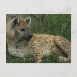 Laughing Hyenas Postcard Vykort