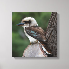 Laughing Kookaburra Australia Bird Canvastryck
