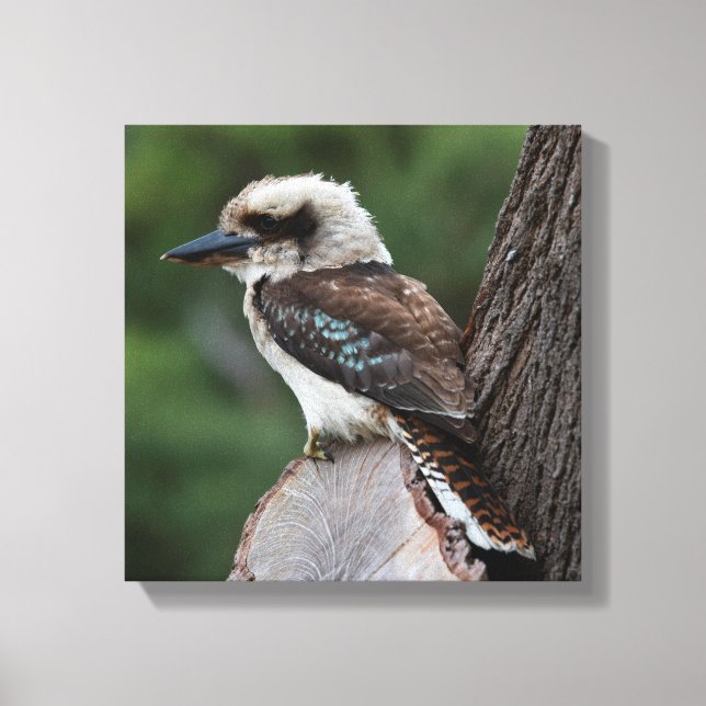 Laughing Kookaburra Australia Bird Canvastryck (Framsida)