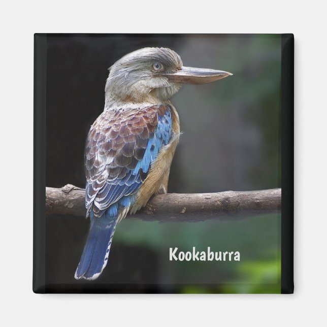 Laughing Kookaburra Bird Magnet (Framsidan)