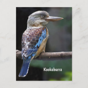 Laughing Kookaburra Bird Vykort