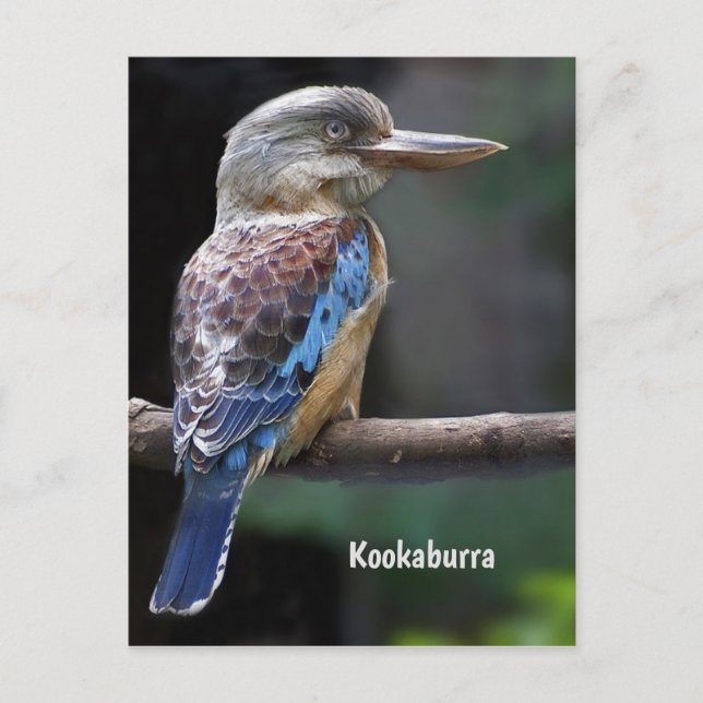 Laughing Kookaburra Bird Vykort (Framsida)