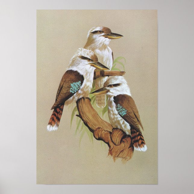 Laughing Kookaburra - Dacelo gigas Poster (Framsidan)