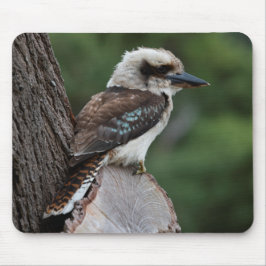 Laughing Kookaburra Musmatta