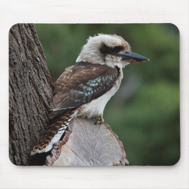 Laughing Kookaburra Musmatta (Framsidan)