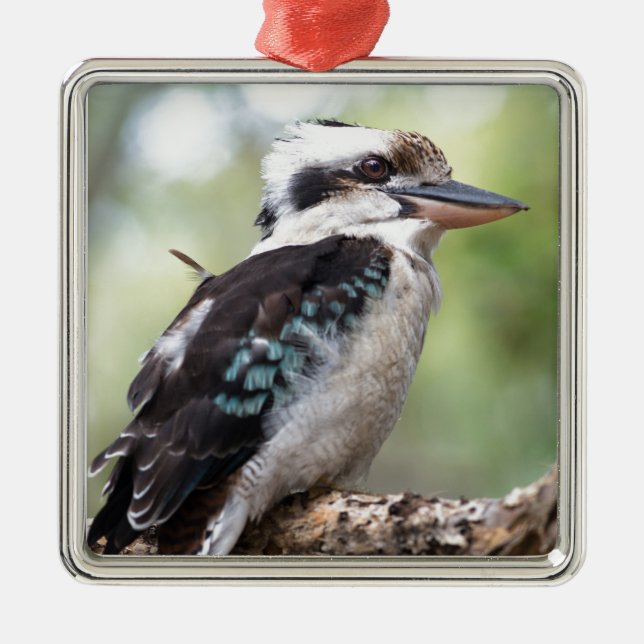 Laughing kookaburra on Fraser Island Australia Julgransprydnad Metall (Framsidan)