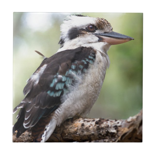 Laughing kookaburra on Fraser Island Australia Kakelplatta (Framsidan)
