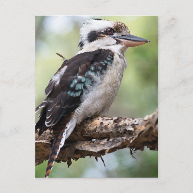 Laughing kookaburra on Fraser Island Australia Vykort (Framsida)