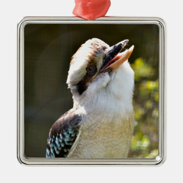 Laughing Kookaburra perched on gren Postcard Squ Julgransprydnad Metall (Framsidan)