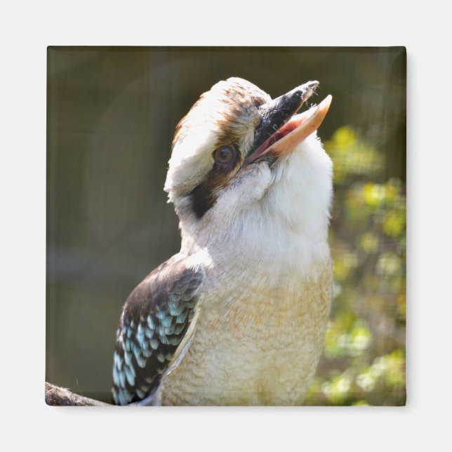Laughing Kookaburra perched on gren Postcard Squ Magnet (Framsidan)