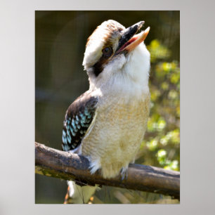 Laughing Kookaburra perched on gren Postcard Squ Poster