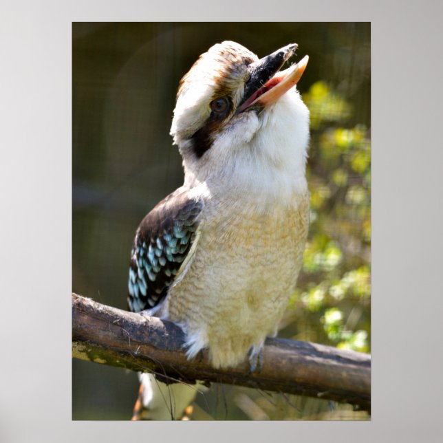 Laughing Kookaburra perched on gren Postcard Squ Poster (Framsidan)