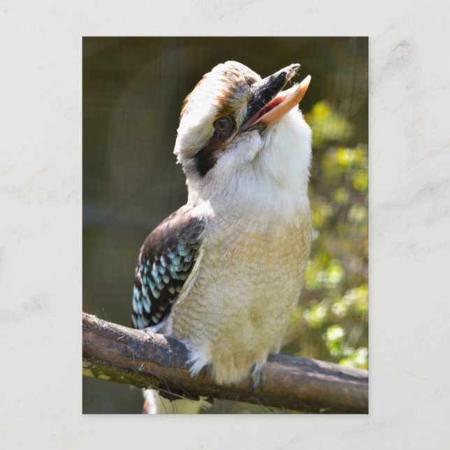Laughing Kookaburra utförd på gren Vykort (Framsida)