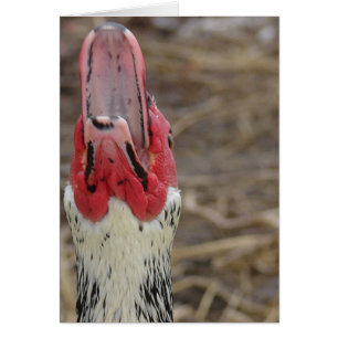 Laughing Muscovy Hälsningskort