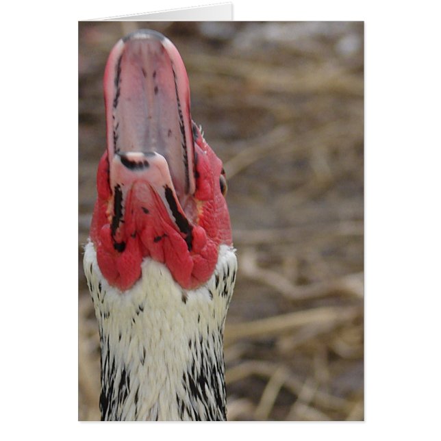 Laughing Muscovy Hälsningskort (Framsidan)