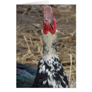 Laughing Muscovy Hälsningskort