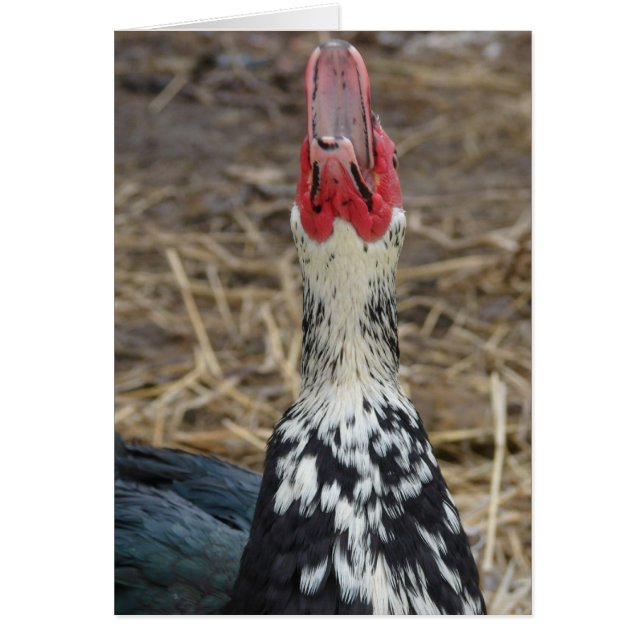 Laughing Muscovy Hälsningskort (Framsidan)