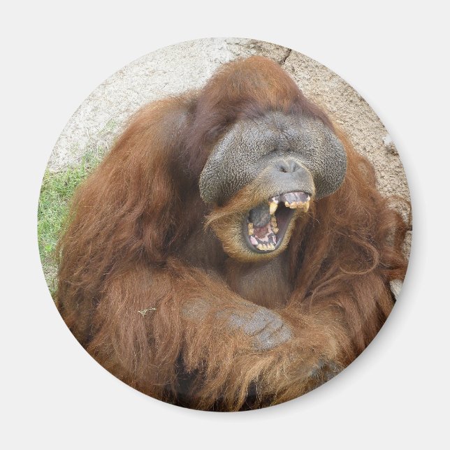 Laughing Orangutan Magnet (Framsidan)