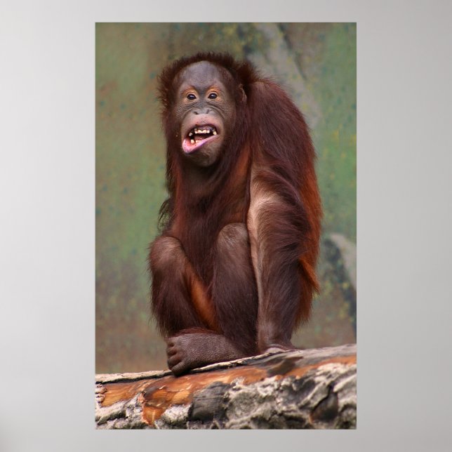 Laughing Orangutan Poster (Framsidan)