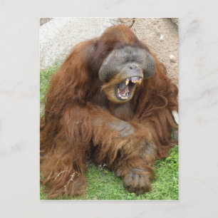 Laughing Orangutan Vykort
