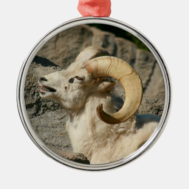Laughny Bighorn Sheep eller Ram Julgransprydnad Metall (Framsidan)
