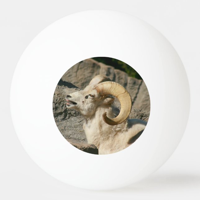 Laughny Bighorn Sheep eller Ram Pingisboll (Framsidan)