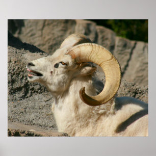 Laughny Bighorn Sheep eller Ram Poster