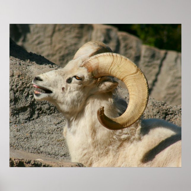 Laughny Bighorn Sheep eller Ram Poster (Framsidan)