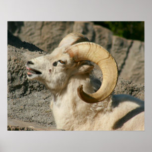 Laughny Bighorn Sheep eller Ram Poster