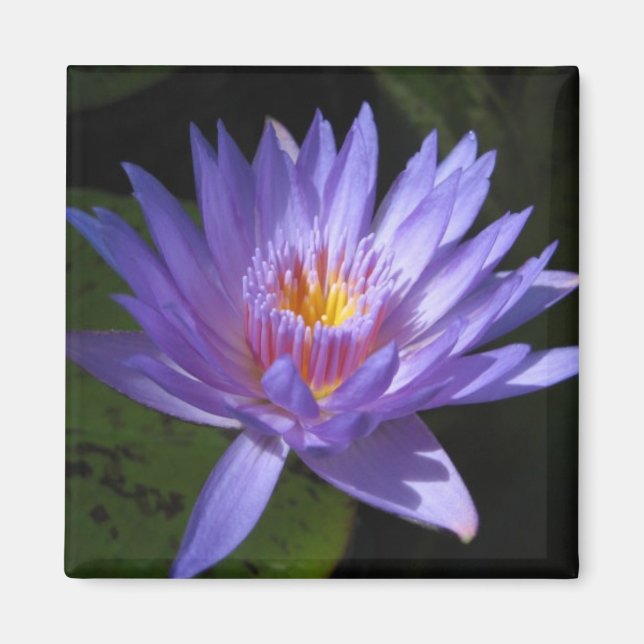 Laura Frase Magnet (Framsidan)